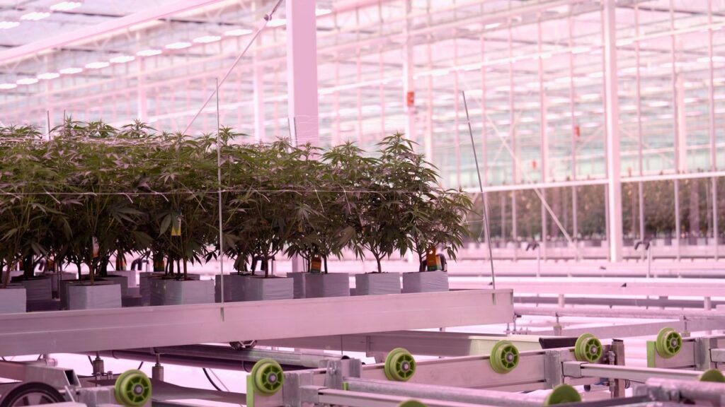 medical cannabis grown off-grid, powered by food waste