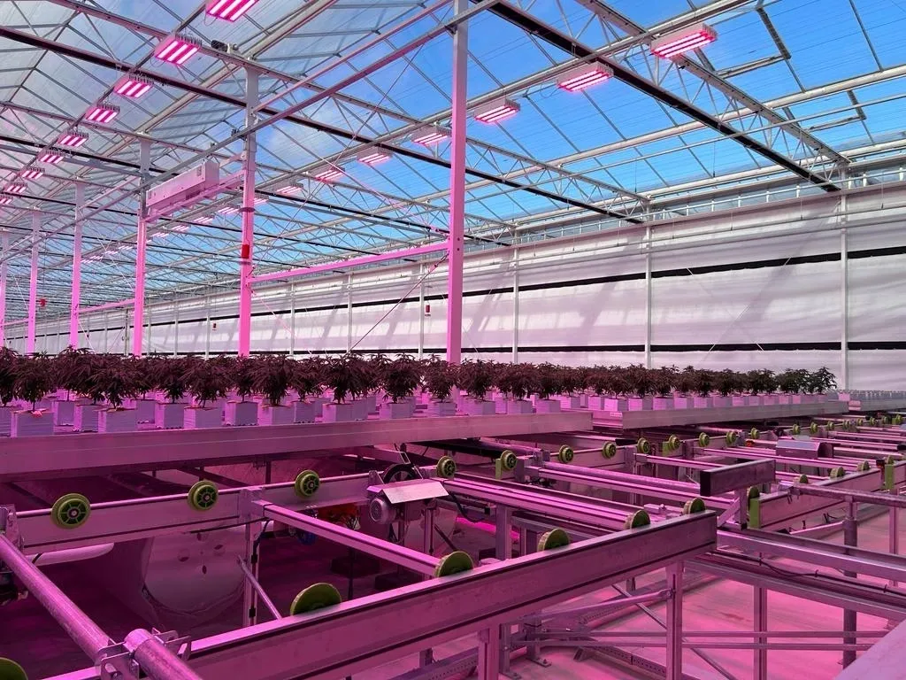 Indoor UK medical cannabis cultivation