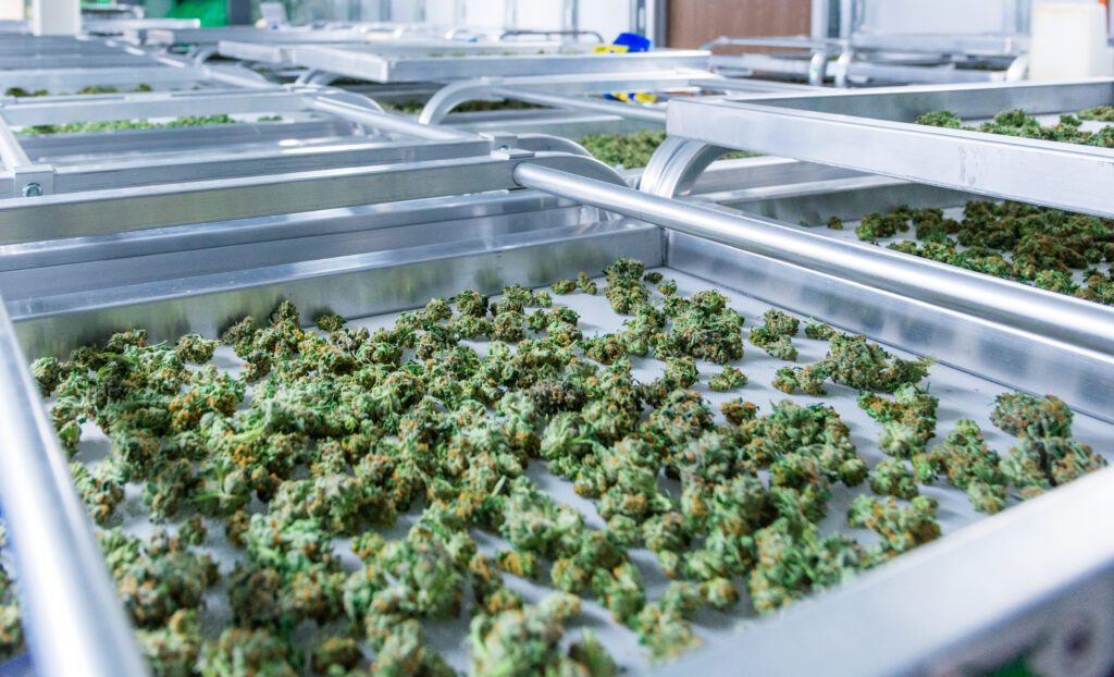 harvested medical cannabis drying controlled environment