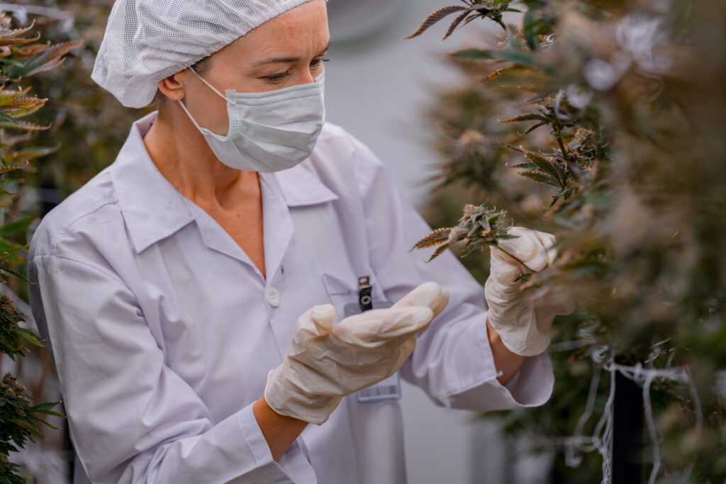 Cannabis grower inspecting medical cannabis flower before harvest