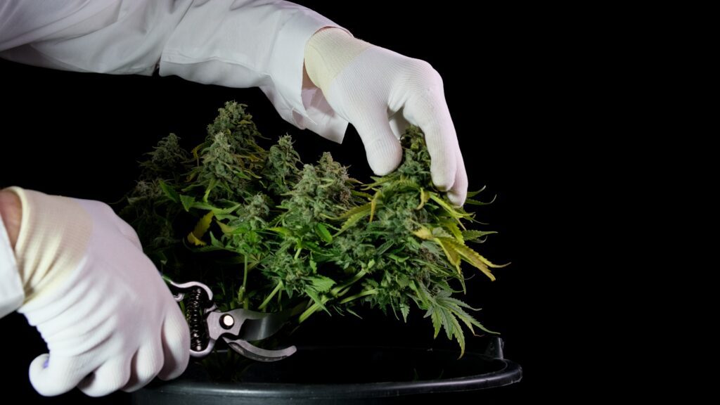 Gloved worker trimming medical cannabis flower during post-harvest processing