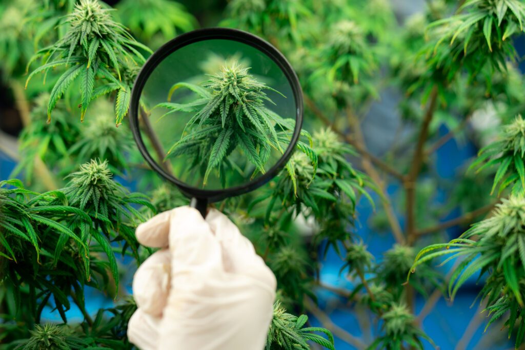 Glass Pharms grows medical cannabis off-grid, powered by food waste