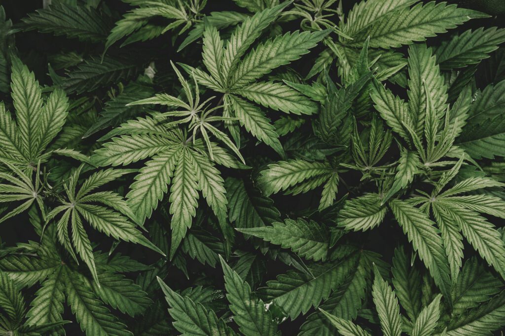 Carbon Footprint of UK Medical Cannabis