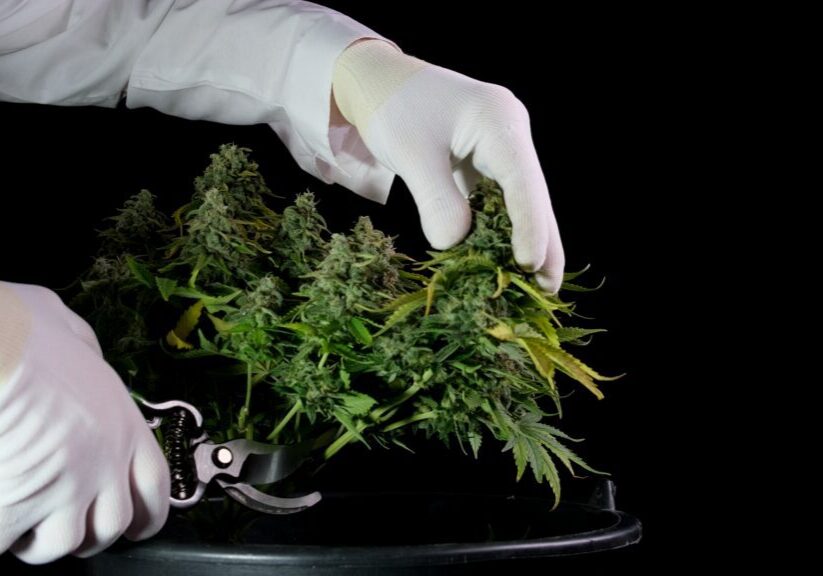 harvesting medical cannabis for post harvest