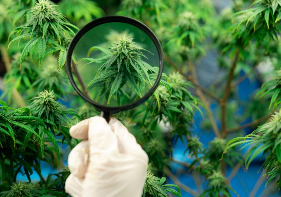 Commercial medical cannabis cultivation facility under artificial lighting