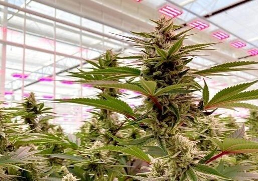 Cannabis plants under LED grow lights