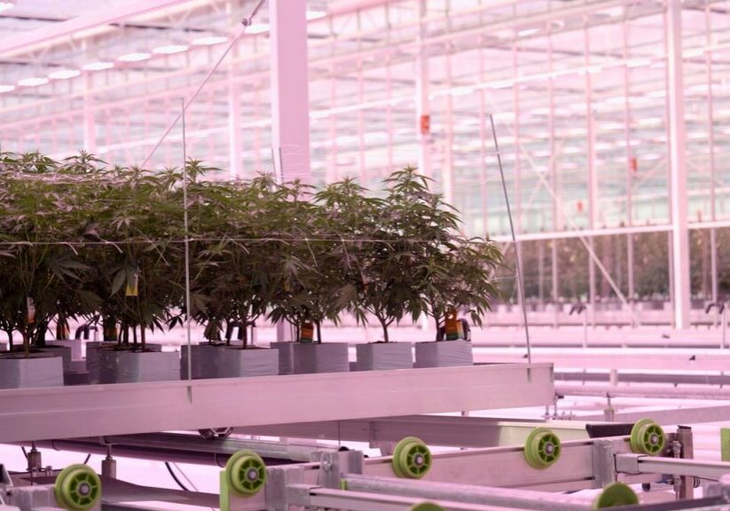 Automated plant growing system
