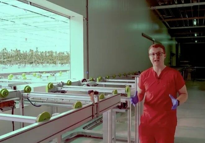 Indoor UK medical cannabis cultivation
